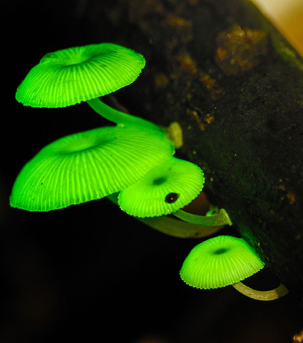 http://www.infolites.fr/wp-content/uploads/2015/10/la-champignon-mycena-chlorophos-a-la-particularite-d-etre-bioluminescent_66658_w620.jpg