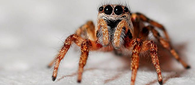 8 choses insolites à savoir sur les araignées !