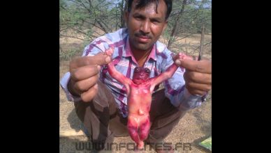 creature hybride extra teresstre trouver en inde jodhpur