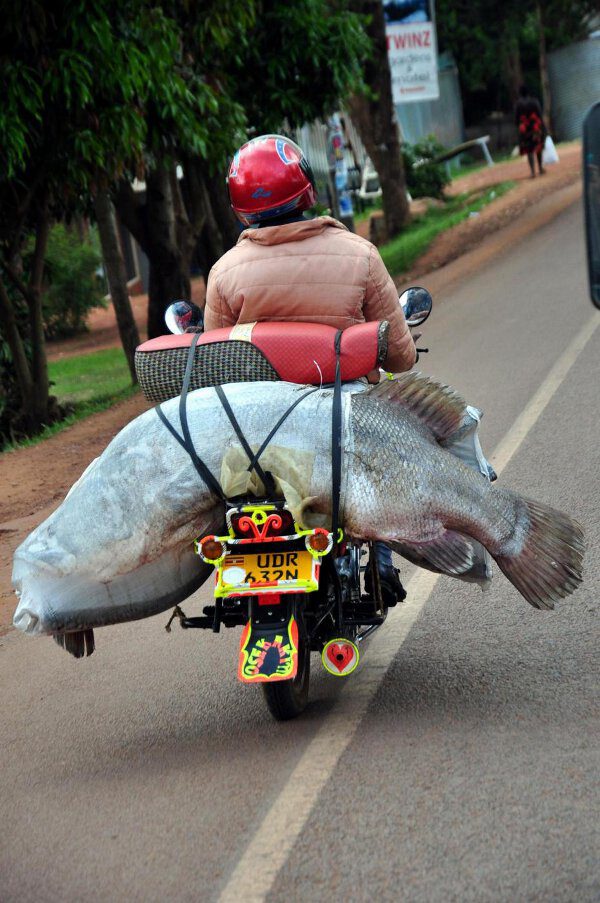 A fisherman carries a big fish on his bike, near Lake Victoria, in Jinja, Uganda, on November 06, 2012. Photo by Ibrahim Suzer/AA/ABACAPRESS.COM