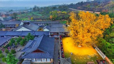 Chine : Le Gingko, un arbre de 1400 ans aux feuilles dorées