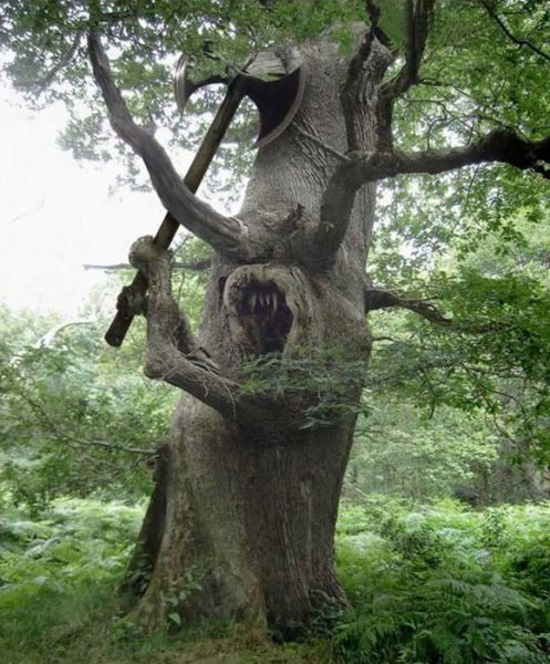 arbre insolite