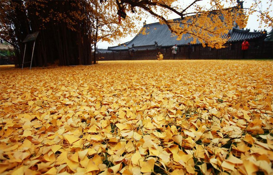 Chine : Le Gingko, un arbre de 1400 ans aux feuilles dorées 