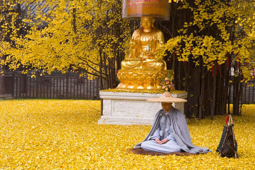 Chine : Le Gingko, un arbre de 1400 ans aux feuilles dorées 