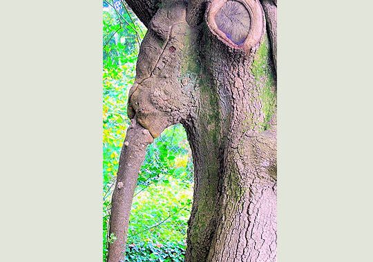 arbre insolite
