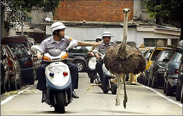 cop-and-ostrich