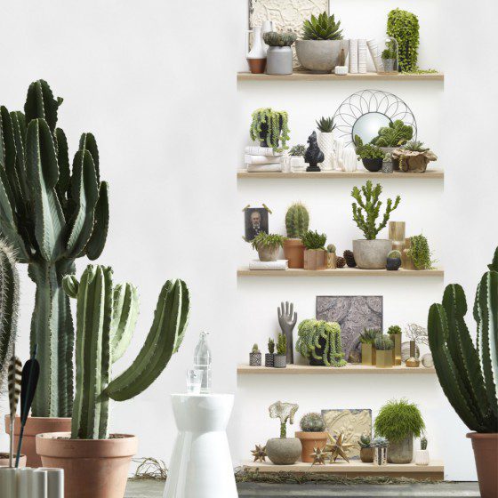 papier-peint-etageres-de-cactus