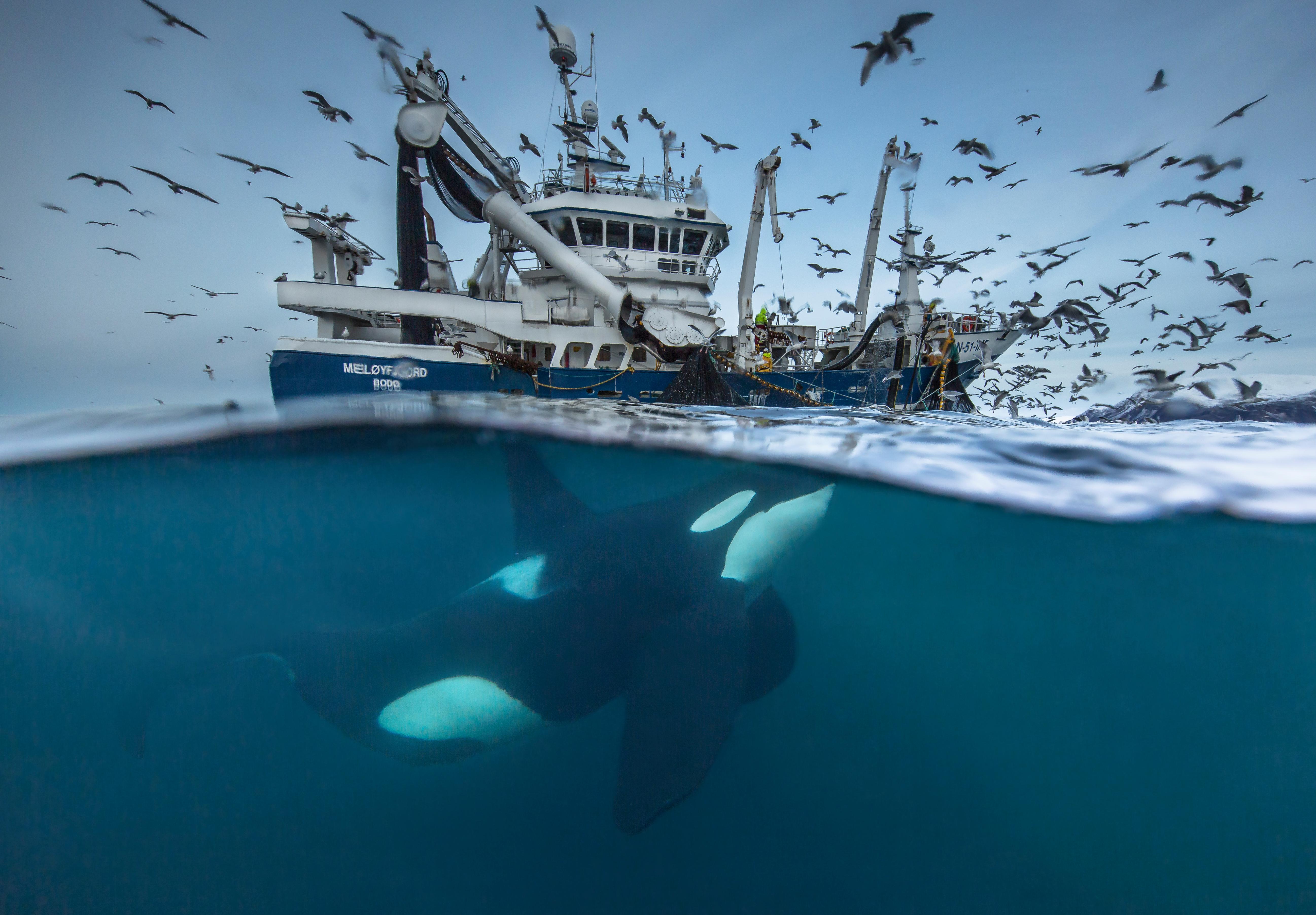 Une orque sous un bateau de pêche