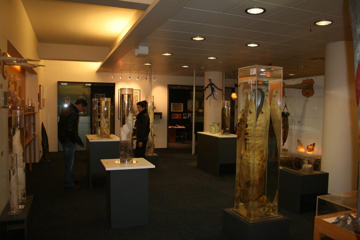 Musée du phallus