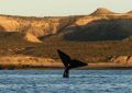 Escapade sous-marine avec les baleines de la péninsule Valdés