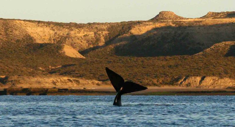 Escapade sous-marine avec les baleines de la péninsule Valdés
