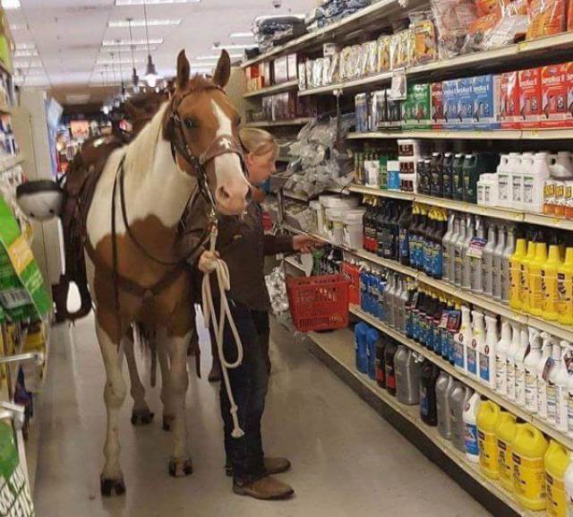 Aller au supermarché avec son cheval