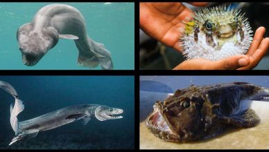 Les 7 poissons les plus bizarres de la planète