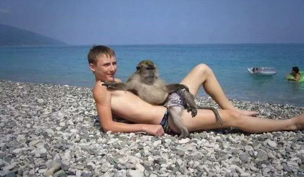 singe à plage