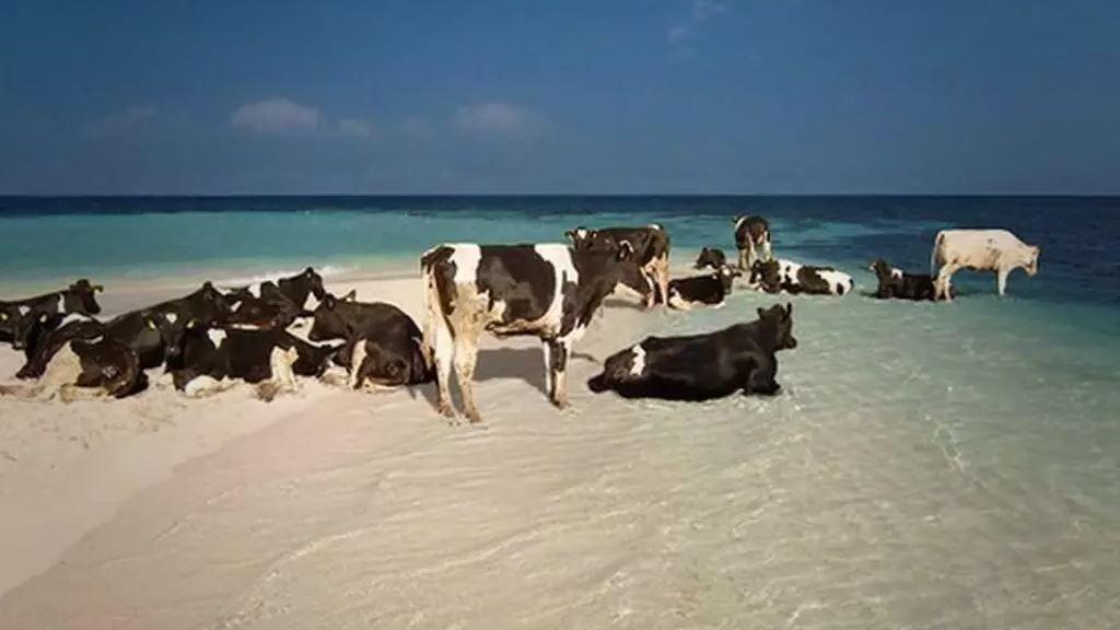 vaches à la plage