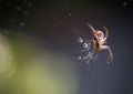 Nos 5 astuces pour chasser les araignées de votre foyer