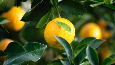 9 utilisations peu connues du citron