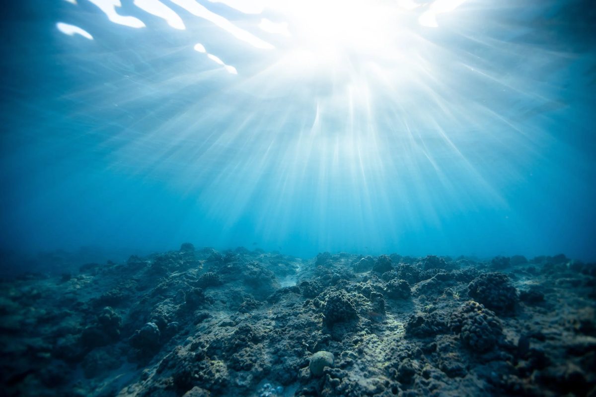 Découvertes océaniques - Les mystères des profondeurs mises à jour par la science