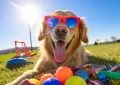 Animaux comiques : Les blagues qui prouvent que nos amis à quatre pattes ont aussi de l’humour Animaux comiques : Les blagues qui prouvent que nos amis à quatre pattes ont aussi de l’humour